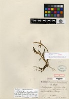 Isotype of Bulbophyllum oliganthum Schlechter [family ORCHIDACEAE]