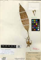 Holotype of Sievekingia peruviana Rolfe ex C. Schweinfurth [family ORCHIDACEAE]