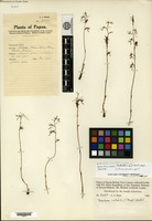 Holotype of Arthrochilus laevicallus Ormerod [family ORCHIDACEAE]