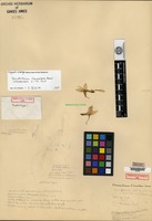 Holotype of Dendrobium chameleon Ames [family ORCHIDACEAE]