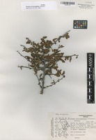 Isotype of Prunus cercocarpifolia Villarreal [family ROSACEAE]
