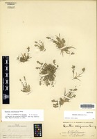 Isotype of Orcuttia californica Vasey [family POACEAE]
