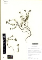 Isotype of Hedyotis spellenbergii G.L. Nesom & Vorobik [family RUBIACEAE]