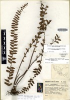 Holotype of Notholaena sinuata (Lag. Ex Sw.) Kaulf. var. robusta Hevly [family PTERIDACEAE]