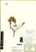 Isotype of Cordia morelosana Standl. [family BORAGINACEAE]