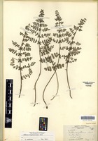 Isotype of Pellaea truncata Goodding [family PTERIDACEAE]
