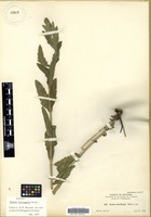 Isotype of Verbena macdougalii Heller [family VERBENACEAE]