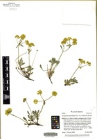 Isotype of Eriogonum umbellatum Benth. var. mohavense Reveal [family POLYGONACEAE]