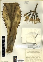 Isotype of Agave bovicornuta Gentry [family ASPARAGACEAE]