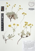 Isotype of Eriogonum umbellatum Torr. var. mohavense Reveal [family POLYGONACEAE]