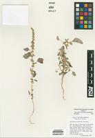 Isotype of Amaranthus tucsonensis Henrickson [family AMARANTHACEAE]
