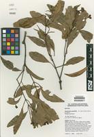 Isotype of Stockwellia quadrifida D.J. Carr, S.G.M. Carr & B. Hyland [family MYRTACEAE]
