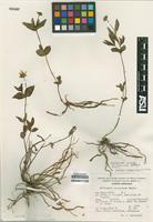 Isoparatype of Heliopsis novogaliciana B. L. Turner [family ASTERACEAE]