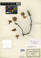 Isotype of Cordia morelosana Standl. [family BORAGINACEAE]