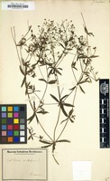 Filed as Galium linifolium [family RUBIACEAE]