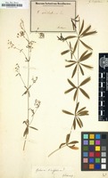 Filed as Galium linifolium [family RUBIACEAE]