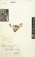Filed as Alchemilla montana [family ROSACEAE]