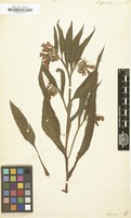 Filed as Symphytum officinale [family BORAGINACEAE]