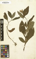 Filed as Symphytum tuberosum [family BORAGINACEAE]