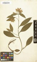 Filed as Symphytum tuberosum [family BORAGINACEAE]