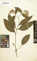 Filed as Symphytum tuberosum [family BORAGINACEAE]