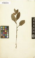Filed as Symphytum tuberosum [family BORAGINACEAE]