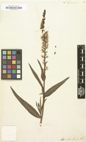 Filed as Lysimachia ephemerum [family PRIMULACEAE]