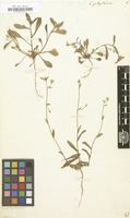 Filed as Convolvulus pentapetaloides [family CONVOLVULACEAE]