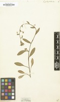Filed as Convolvulus pentapetaloides [family CONVOLVULACEAE]