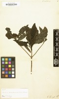 Filed as Coffea sambucina [family RUBIACEAE]