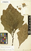 Filed as Solanum macrocarpum [family SOLANACEAE]