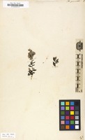 Filed as Phylica paniculata [family RHAMNACEAE]