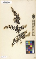 Filed as Phylica paniculata [family RHAMNACEAE]
