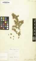 Filed as Salsola squarrosa [family CHENOPODIACEAE]