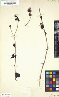 Filed as Rochefortia ovata [family BORAGINACEAE]