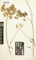Filed as Daucus crinitus Desf. [family UMBELLIFERAE]
