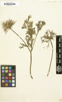Filed as Daucus muricatus [family UMBELLIFERAE]