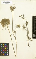 Filed as Daucus muricatus [family UMBELLIFERAE]