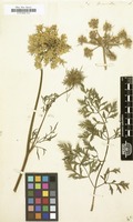 Filed as Daucus muricatus [family UMBELLIFERAE]