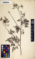 Filed as Aethusa cynapium [family UMBELLIFERAE]