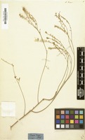 Filed as Linum tenue Desf. [family LINACEAE]