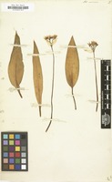 Filed as Allium ursinum [family LILIACEAE]