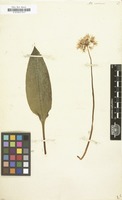 Filed as Allium ursinum [family LILIACEAE]