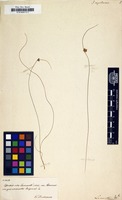 Filed as Juncus capillaceus [family JUNCACEAE]