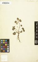 Filed as Chrysosplenium alternifolium [family SAXIFRAGACEAE]