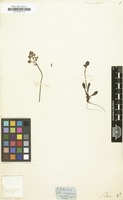 Filed as Saxifraga primulaefolia [family SAXIFRAGACEAE]