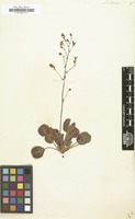 Filed as Saxifraga umbrosa [family SAXIFRAGACEAE]