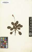 Filed as Saxifraga umbrosa [family SAXIFRAGACEAE]