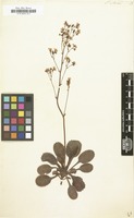 Filed as Saxifraga umbrosa [family SAXIFRAGACEAE]