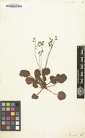 Filed as Saxifraga hirsuta [family SAXIFRAGACEAE]